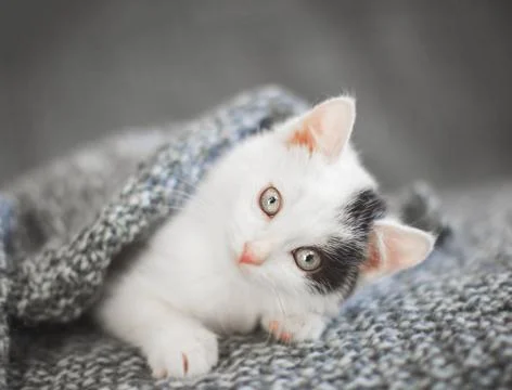 Kitten on a knitted blanket Stock Photos
