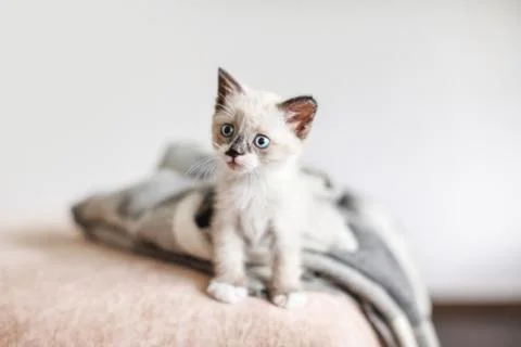Kitten on a knitted blanket Stock Photos