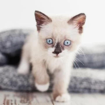 Kitten on a knitted blanket Stock Photos
