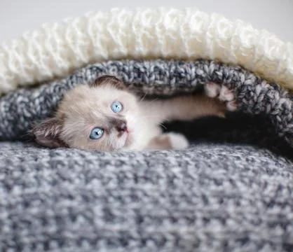 Kitten on a knitted blanket Stock Photos