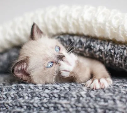 Kitten in a knitted blanket Stock Photos