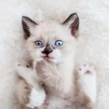 Kitten on a knitted blanket Stock Photos