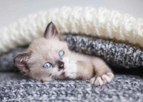 Kitten in a knitted blanket Stock Photos
