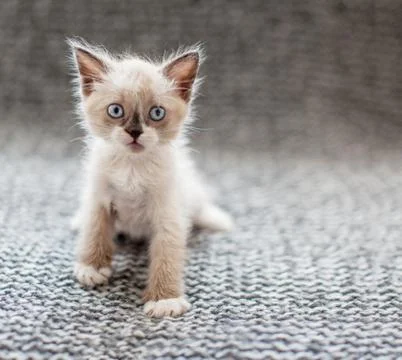 Kitten on a knitted blanket Stock Photos