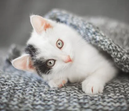 Kitten on a knitted blanket Stock Photos