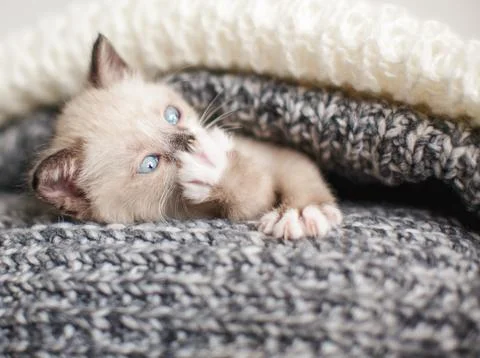 Kitten in a knitted blanket Stock Photos