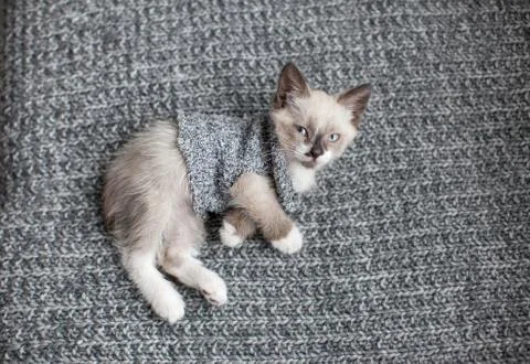 Kitten on a knitted blanket Stock Photos