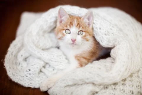 Kitten on a knitted blanket Stock Photos