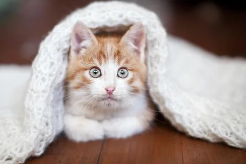 Kitten on a knitted blanket Stock Photos