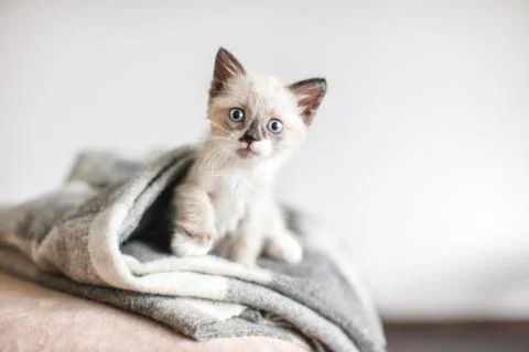 Kitten on a knitted blanket Stock Photos