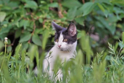 A kitten is a knowing world. Stock Photos