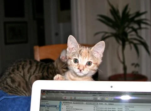 Kitten on laptop Stock-Fotos