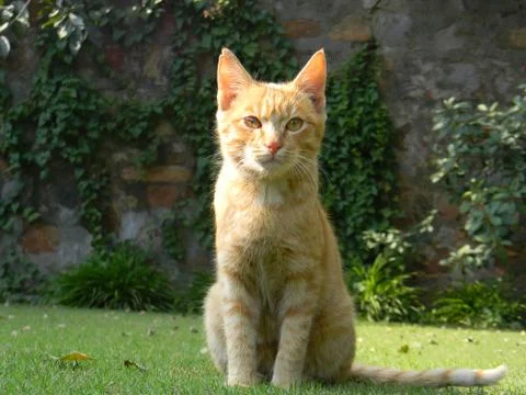 Kitten on the lawn Stock Photos