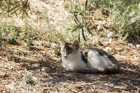 A kitten laying down on the ground Foto stock