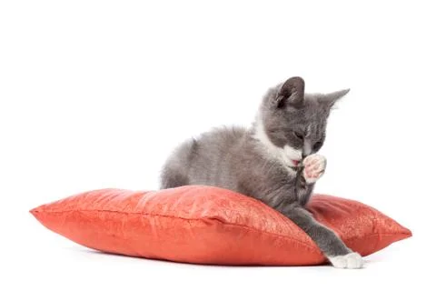 Kitten is laying on pillow. Stock Photos