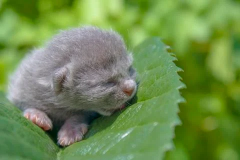 Kitten on a leaf Stock Photos