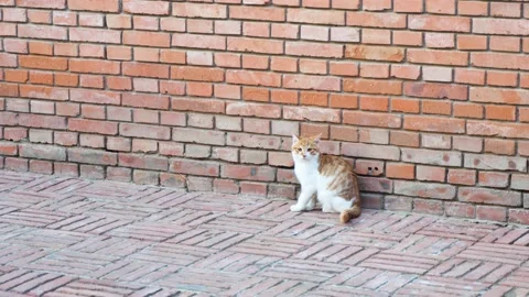 Kitten leaning against the corner to rest and stay Stock Footage 228788147