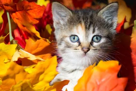 Kitten in Leaves Stock Photos
