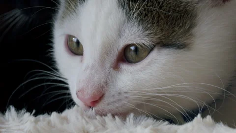 Kitten licking a blanket with a dark background. Closeup pet cat