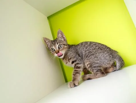 Kitten licking Stock Photos