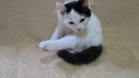 Kitten licks a fluffy paw Stock Footage 149180888