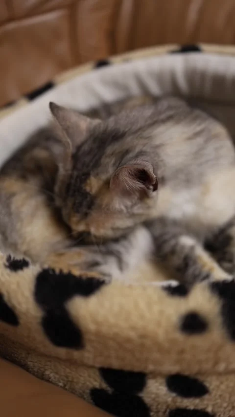 Kitten licks its fur while resting indoors Stock Footage 338278441