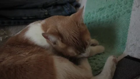 A kitten licks its leg on the sofa 스톡 동영상 131664408