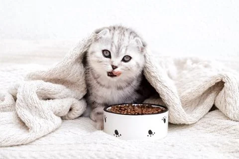 Kitten licks its lips under a blanket with a bowl of food. Food in bed. Stock Photos