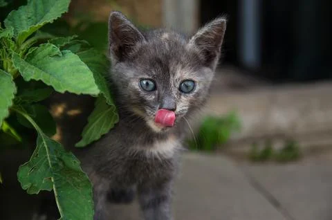 The kitten licks its nose looking out of the thicket. A hunting cat watches.. Stock Photos
