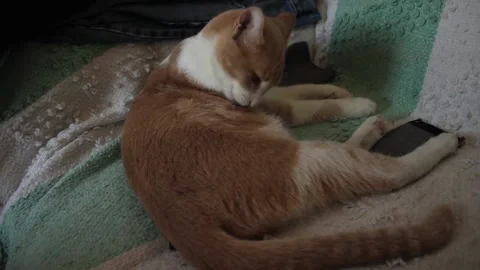 A kitten licks on the sofa 스톡 동영상 131664345