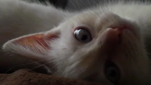 The kitten lies on its back, turns over and pulls its paws towards the camera Stock Footage