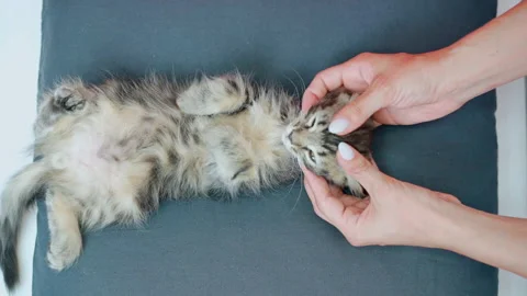 Kitten lies on pillow and enjoys hands making muzzle massage Stock Footage