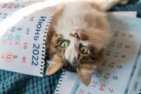 The kitten lies under the calendar sheet. June 2022. Stock Photos