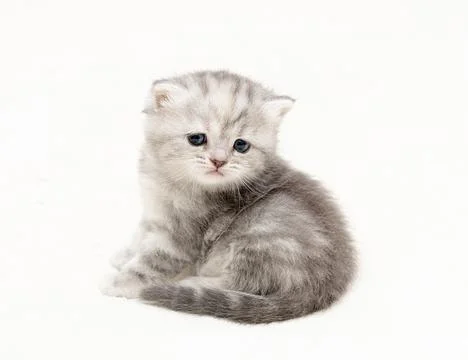 Kitten on a light background Stock Photos