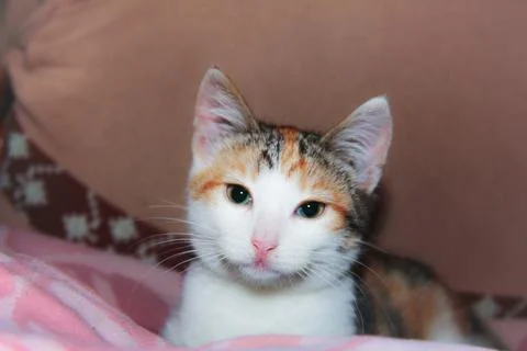 Kitten look Stock Photos