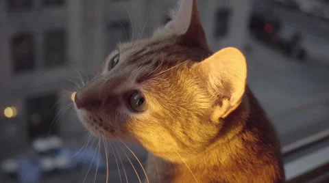 Kitten looking around and up on window sill with orange sunrise in NYC Vídeos de archivo 59268997