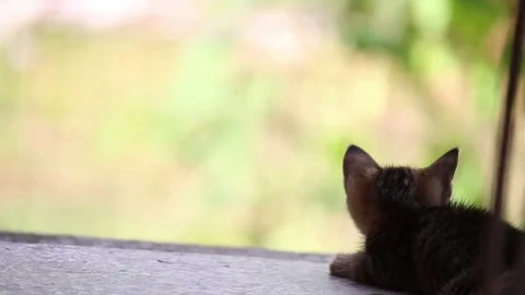Kitten looking around Video stock 79398366