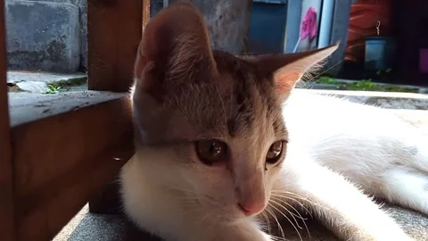 Kitten looking around while leaning against an edge of wood Stock Footage 253801212