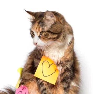 Kitten looking aside and post-its with drawn hearts Stock Photos