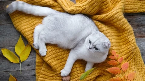 The kitten is looking at the camera. Autumn leaves and a cat Stock Footage 233182426