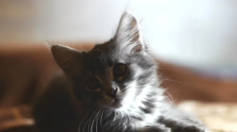 Kitten Looking At The Camera Stock Footage 31547227
