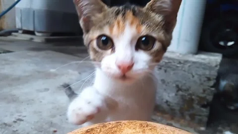 Kitten looking at the camera Stock Footage 253582424