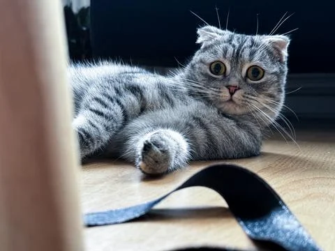 Kitten looking at camera lying on the floor Stock Photos