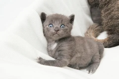 Kitten looking at the camera Stock Photos