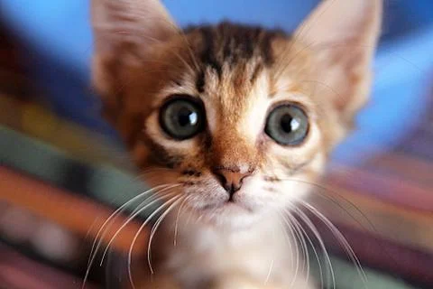 Kitten looking at camera Stock Photos