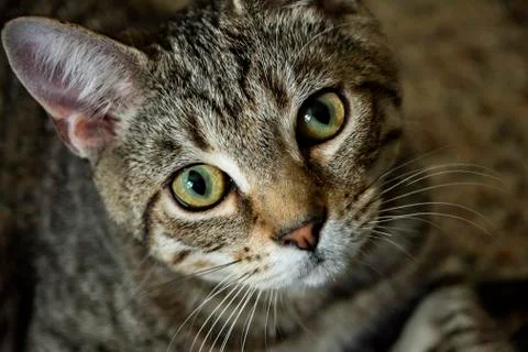 Kitten looking at camera Stock Photos