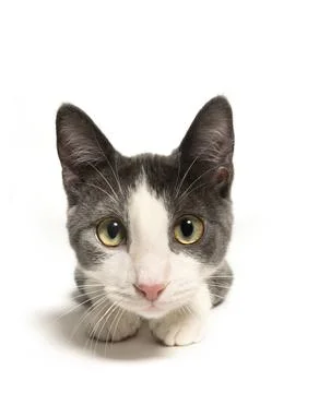 Kitten looking into camera Stock-Fotos