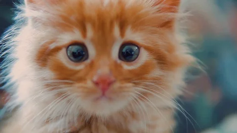 Kitten is looking to camera in slow motion. Stock Footage 130148822