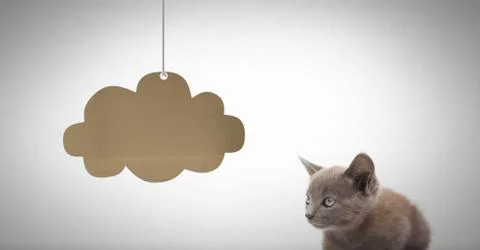 Kitten looking at cardboard cloud hanging Stock Photos