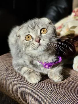 Kitten looking up with curiosity Stock Photos